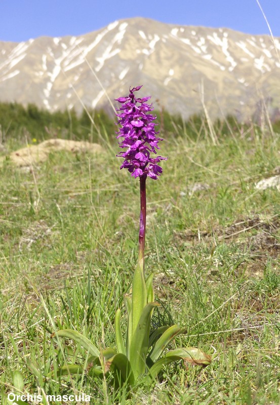 Le orchidee di Cardito, splendide praterie tra il reatino e laquilano.